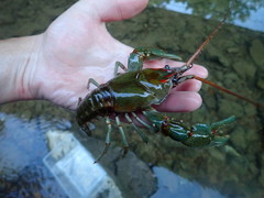 Barbicambarus cornutus