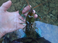 Barbicambarus cornutus