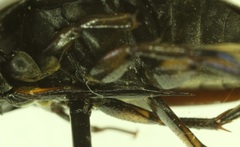 Tropisternus columbianus