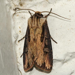 Agrotis volubilis