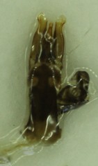 Tropisternus columbianus