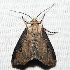 Agrotis stigmosa