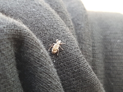 Polydrusus tereticollis