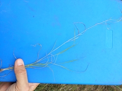 Dichanthium sericeum