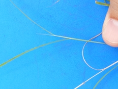 Dichanthium sericeum