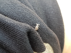 Polydrusus tereticollis