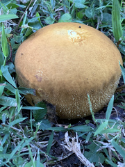 Calvatia rugosa