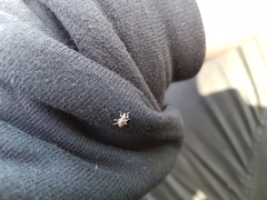 Polydrusus tereticollis