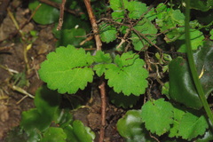 Jovellana repens