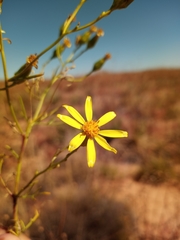 Senecio riddellii