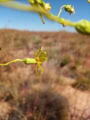 Senecio riddellii