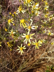 Senecio riddellii