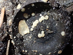 Hymenoscyphus imberbis