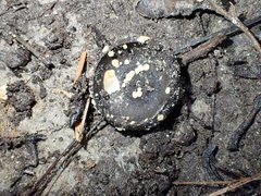 Hymenoscyphus imberbis