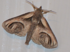 Paectes oculatrix