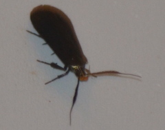 Dichomeris nonstrigella