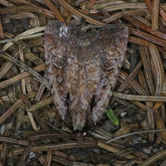 Eueretagrotis attentus