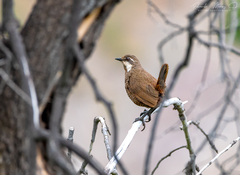 Pteroptochos megapodius