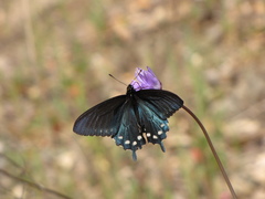 Battus philenor hirsuta