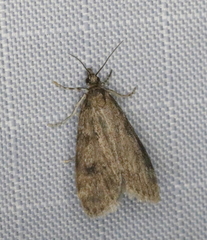 Scoparia penumbralis