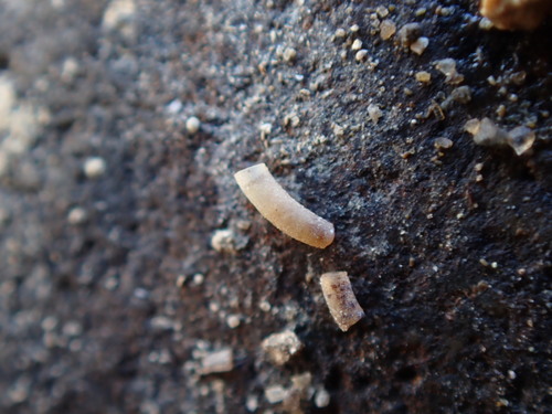 Caecum imperforatum, 2021-10-19