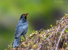 Curaeus curaeus curaeus