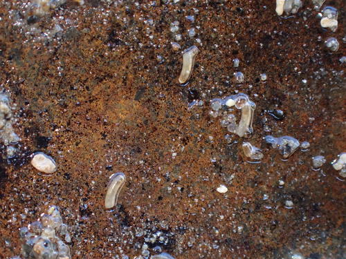 Caecum imperforatum, 2021-10-19