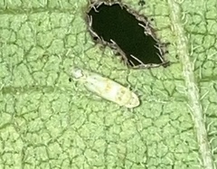 Protalebra nexa