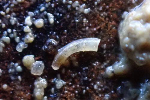 Caecum imperforatum, 2021-10-19