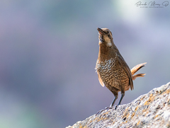Pteroptochos megapodius