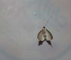 Palpita vitrealis