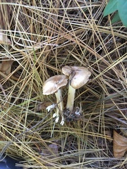 Inocybe nothomixtilis