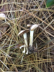 Inocybe nothomixtilis