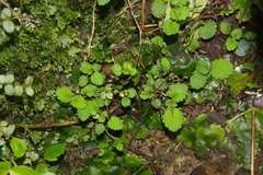 Jovellana repens