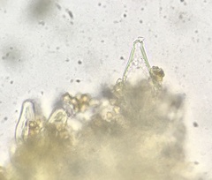 Inocybe nothomixtilis