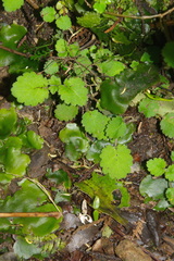 Jovellana repens