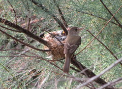 Empidonax traillii extimus