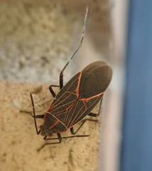 Boisea rubrolineata