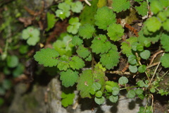 Jovellana repens