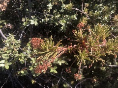 Ceanothus papillosus