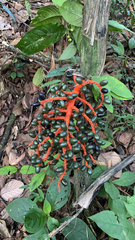 Chamaedorea