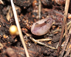 Geoscypha violacea