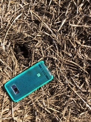 Odocoileus virginianus