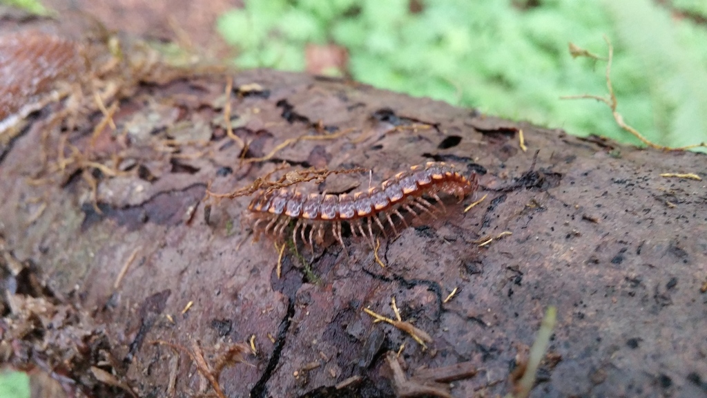 Kepolydesmus anderisus