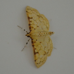 Polygrammodes flavidalis