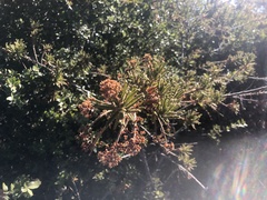 Ceanothus papillosus