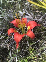Lilium catesbaei image