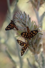 Amata trigonophora