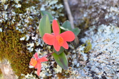 Cattleya coccinea