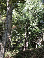 Trichonephila clavata